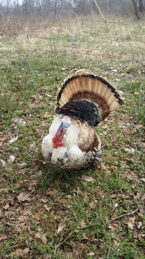Fall Fireturkey Fall Fire – Fall Fire Farm